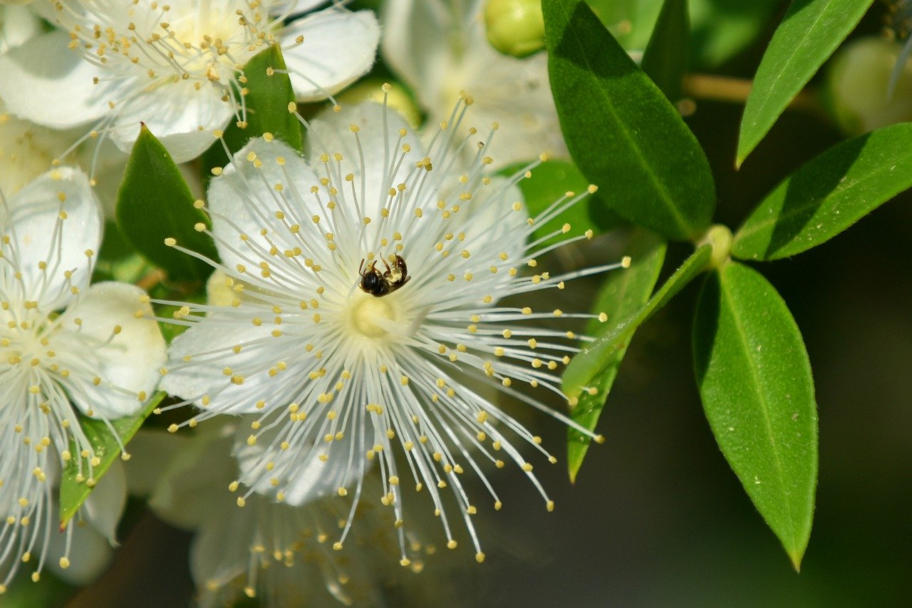 flower, insect, ant